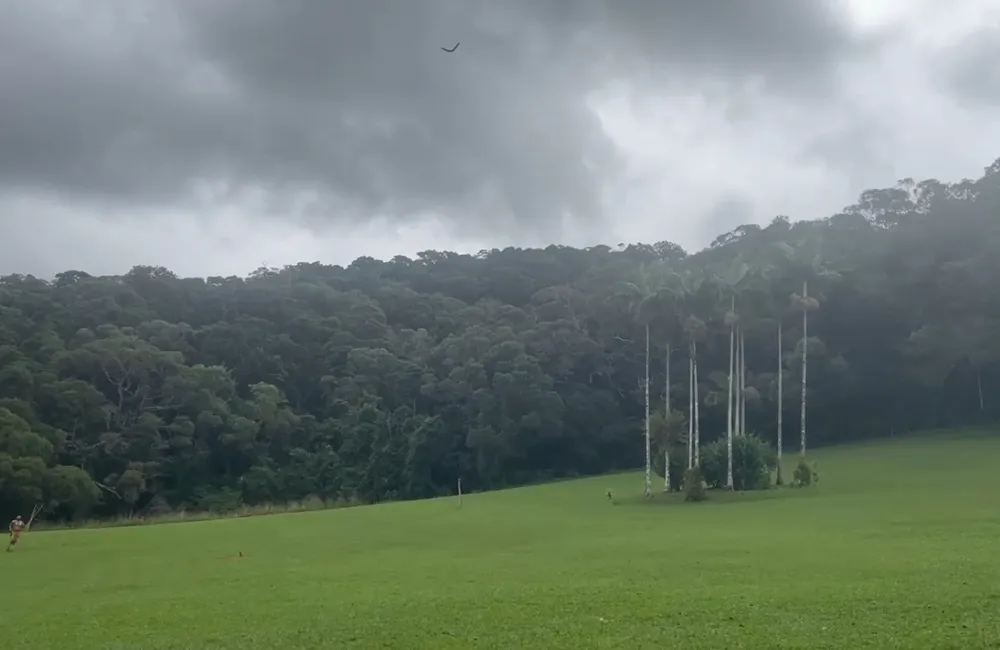 A flying boomerang A flying boomerang
