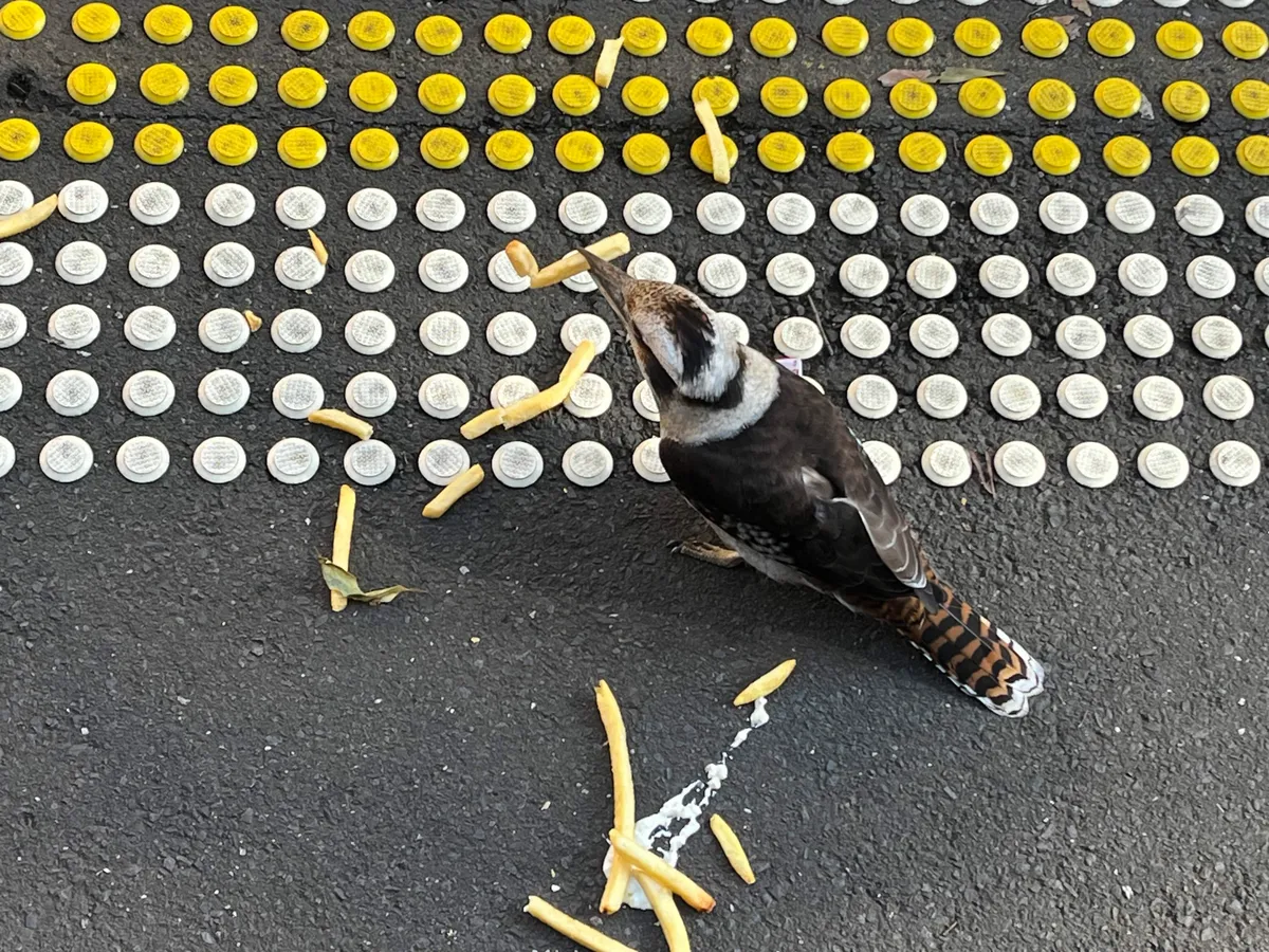 Laughing kookaburra Laughing kookaburra