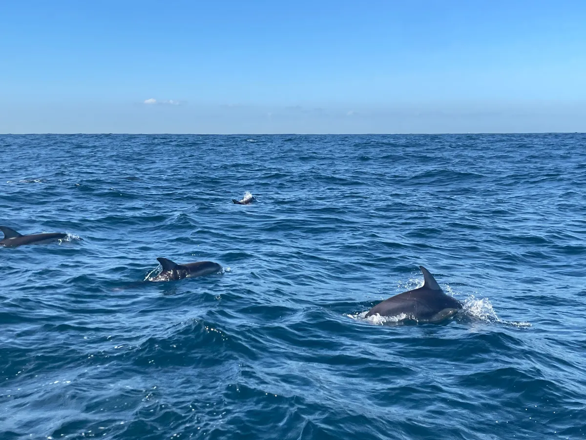 Dancing with dolphins Dancing with dolphins