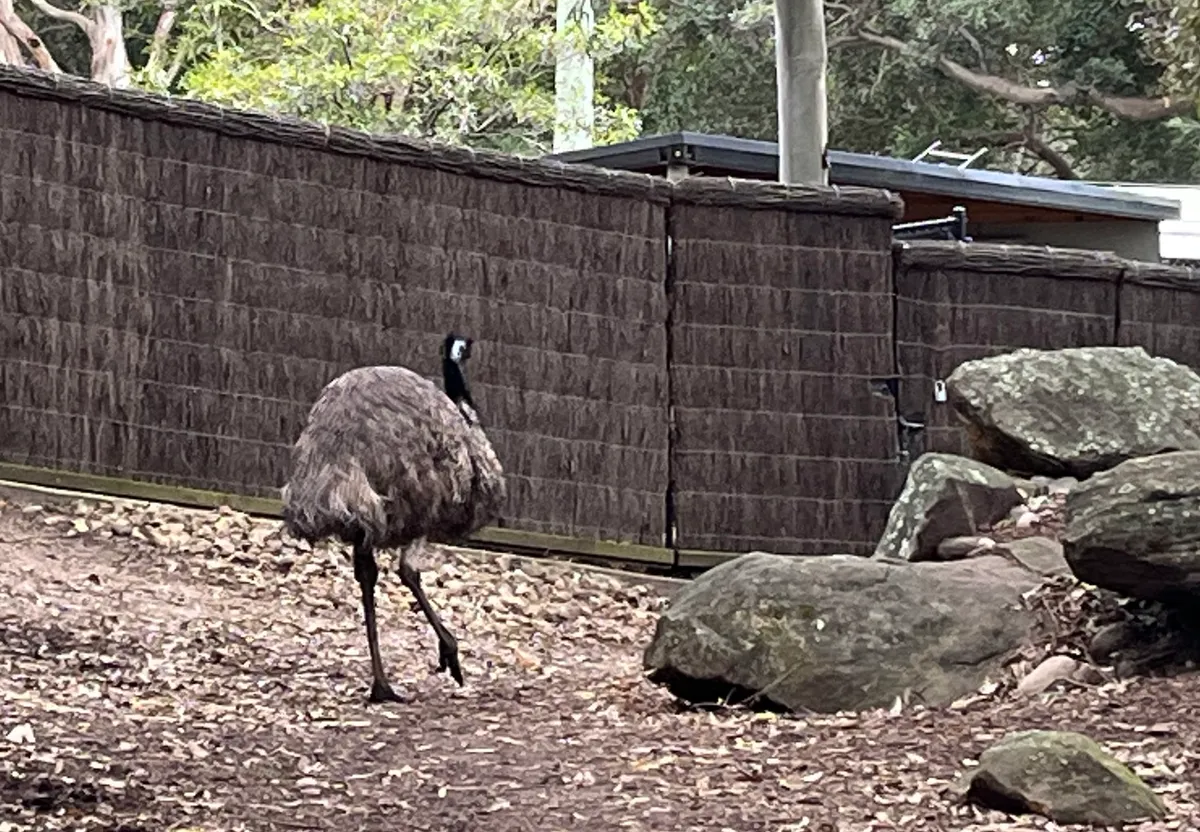 Emu Emu