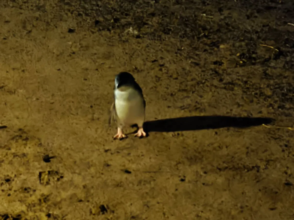 A lost little penguin A lost little penguin