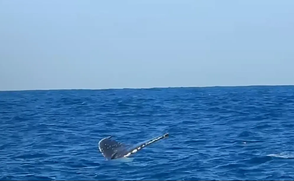 Whale tail Whale tail