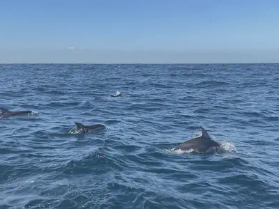 Dancing with dolphins