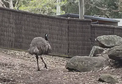 Emu