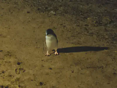 A lost little penguin