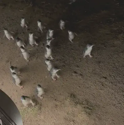 A group of penguins on their way back home