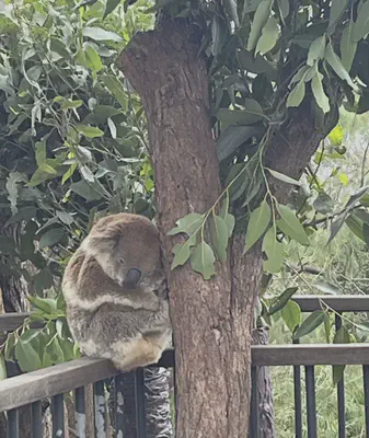 Sleepy koala