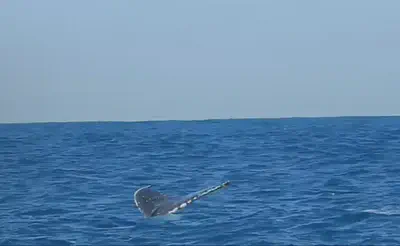 Whale tail