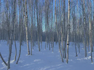 baihualin