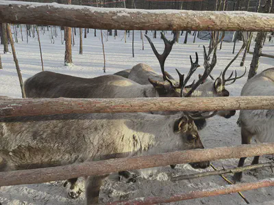 reindeer
