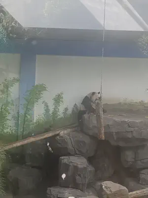 panda